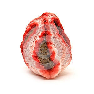 Clathrus archeri mushroom