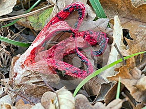 Clathrus archeri, Octopus stinkhorn, red wild mushroom,fungus.