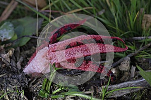 Clathrus archeri (synonyms Anthurus archeri), commonly known as octopus stinkhorn or devil\'s fingers