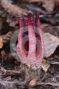 Clathrus archeri (synonyms Anthurus archeri), commonly known as octopus stinkhorn or devil\'s fingers