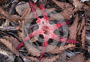 Clathrus archeri (synonyms Anthurus archeri), commonly known as octopus stinkhorn or devil\'s fingers