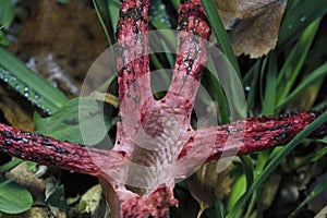 Clathrus archeri (synonyms Anthurus archeri), commonly known as octopus stinkhorn or devil\'s fingers,