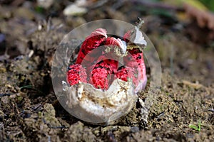 Clathrus archeri (synonyms Anthurus archeri), commonly known as octopus stinkhorn or devil\'s fingers,