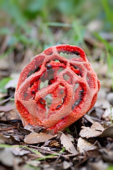 Clathrus ruber