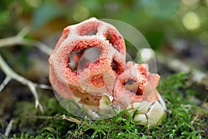 Clathrus ruber is a species of fungus