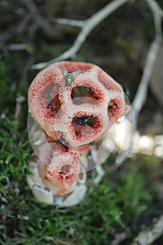 Clathrus ruber is a species of fungus