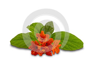 Claudia flowers with leaves on white background