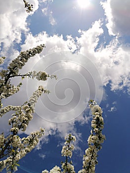 Clauds and scy seeng through a blossom tree