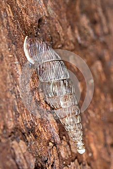 Clausilia dubia