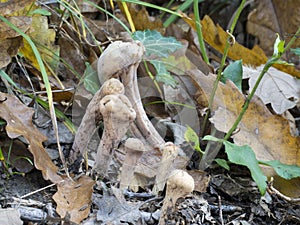 Clavariadelphus pistillaris. Wild fungus.