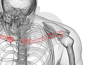 the clavicle bone