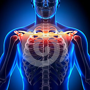 Clavicle Bone Anatomy - Anatomy Bones