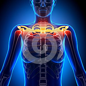 Clavicle Bone Anatomy - Anatomy Bones