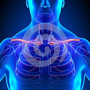 Clavicle Bone Anatomy with Circulatory System