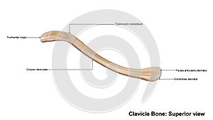 Clavicle bone Superior view photo