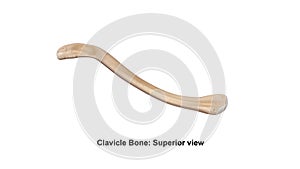 Clavicle bone Superior view photo