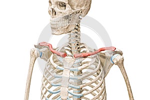 Clavicle bones or collarbones in red color 3D rendering illustration isolated on white with copy space. Human skeleton anatomy,