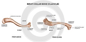 Clavicle (collar bone) photo