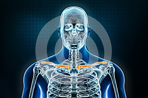 Clavicle or collar bone x-ray front or anterior view. Osteology of the human skeleton, upper limb bones 3D rendering illustration