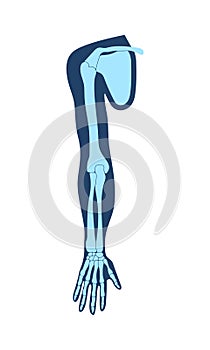 Clavicle collar bone , scapula shoulder blade , humerus, ulna, radius, finger and hand. Detailed medical illustrations, x-ray.