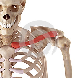 The clavicle