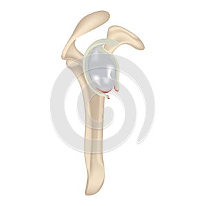 Clavicular joint. labrum injury. Realistic rendering of the collarbone.