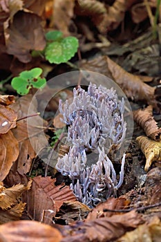 Clavulina is a genus of fungus in the family Clavulinaceae, in the Cantharelloid clade