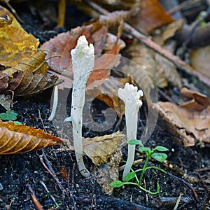 Clavulina rugosa fungus