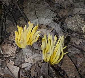 Clavulinopsis corniculata photo