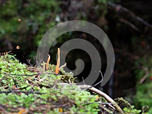 Clavulinopsis sulcata fungus photo