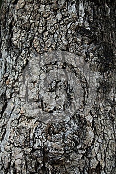 Claw bark texture show black-brown rough texture and eyeball from gnarly tree