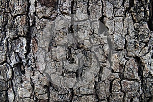 Claw bark texture show black-brown rough texture from gnarly tree