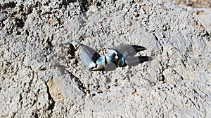 Claw of blue crayfish on the stones photo