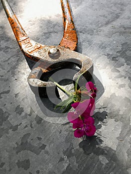 Claw hammer, pliers, and a flower. Set of different tools on metal background with flowers