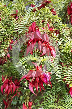 Spectacular red claw-like flowers of Clianthus Puniceus or glory pea. photo
