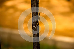 A claw of Oriental Garden Lizard wrapped around a iron railing.