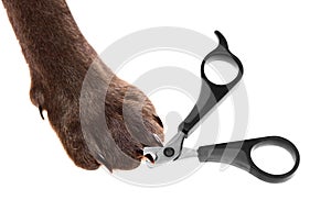 Claw scissors and a paw with claws