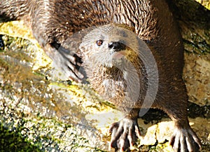 Clawless Cape Otter