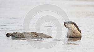 Clawless otter in the Chobe River in Chobe National Park
