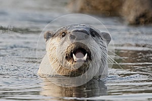 Clawless otter head in river