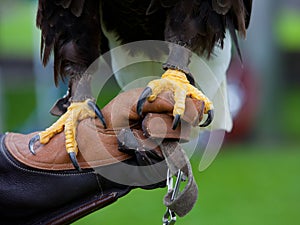 Claws of Bald Headed Eagle photo