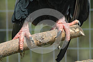 Claws of a bateleur eagle (Terathopius ecaudatus)