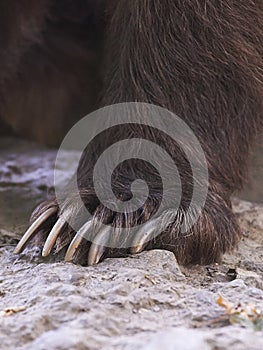 Claws of a bear