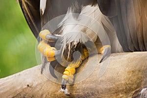 Claws of a bird of prey, eagle close up