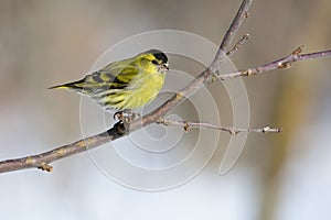 Claws firmly hold the eurasian siskin on the branch of a wild apple tree.