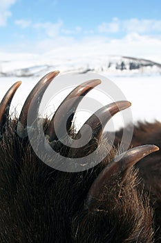 The claws on the front paw trophy Kamchatka brown bear