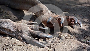 Claws of  kangaroo is a marsupial from the family Macropodidae