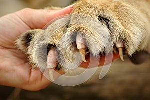 Claws of lion photo