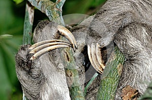 Claws of a three-toed sloth