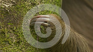 Claws of a three-toed sloth on a trunk, Costa Rica